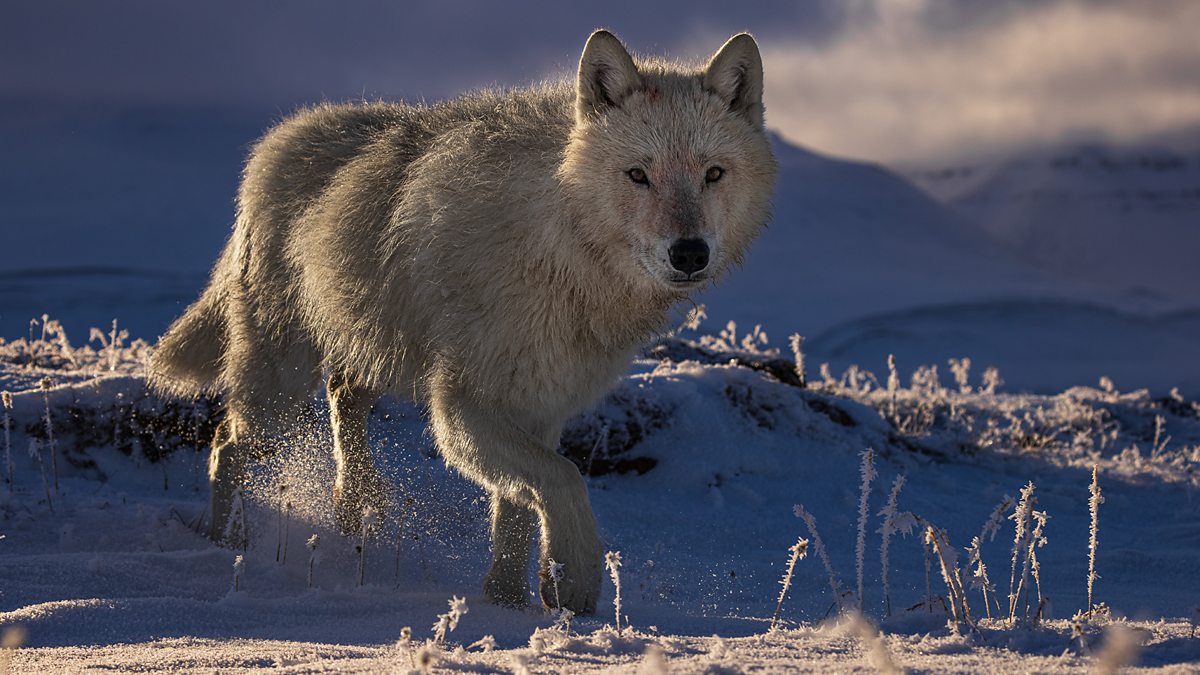 BBC One - Planet Earth III - Filming wolves in the extremes of the high ...