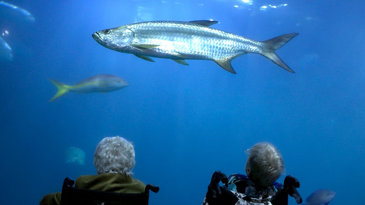 Aquariums 'deliver significant health benefits' - BBC News