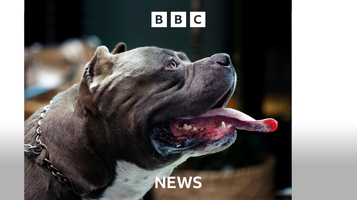 BBC How XL bully owners are preparing for banned breed rules