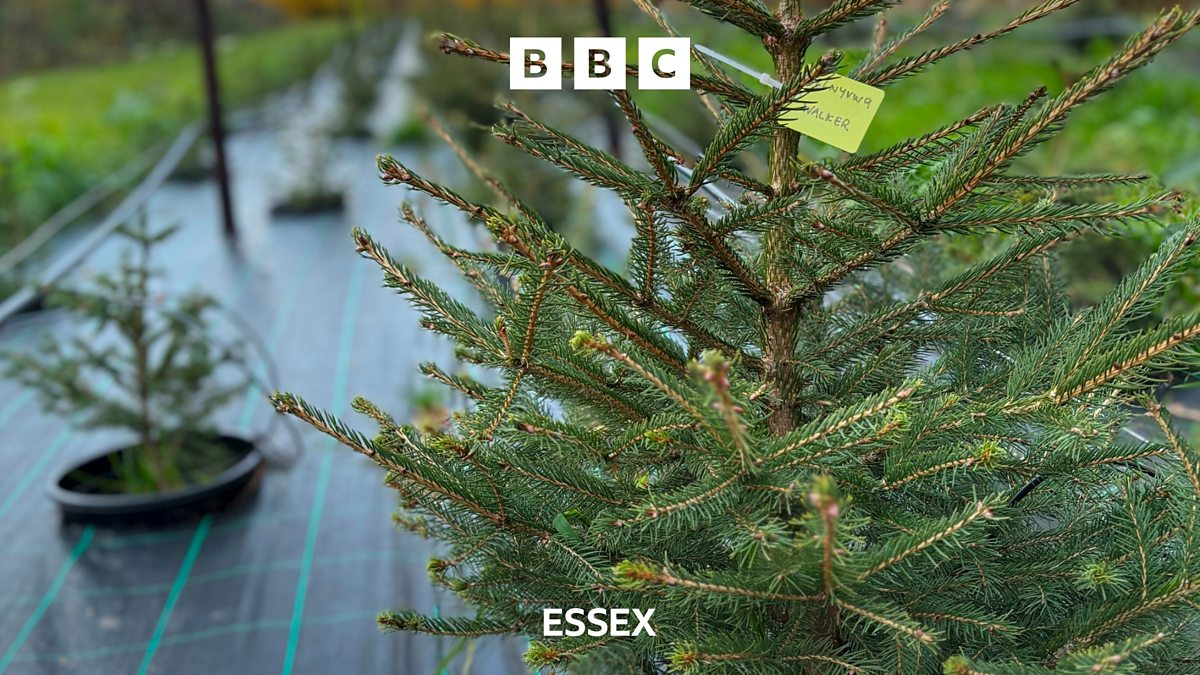 BBC Essex BBC Essex, Galleywood farm to rent Christmas trees