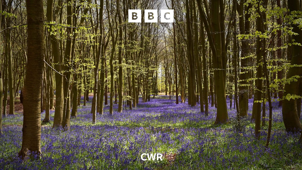 BBC CWR BBC CWR, Vicapedia Could trees live forever?