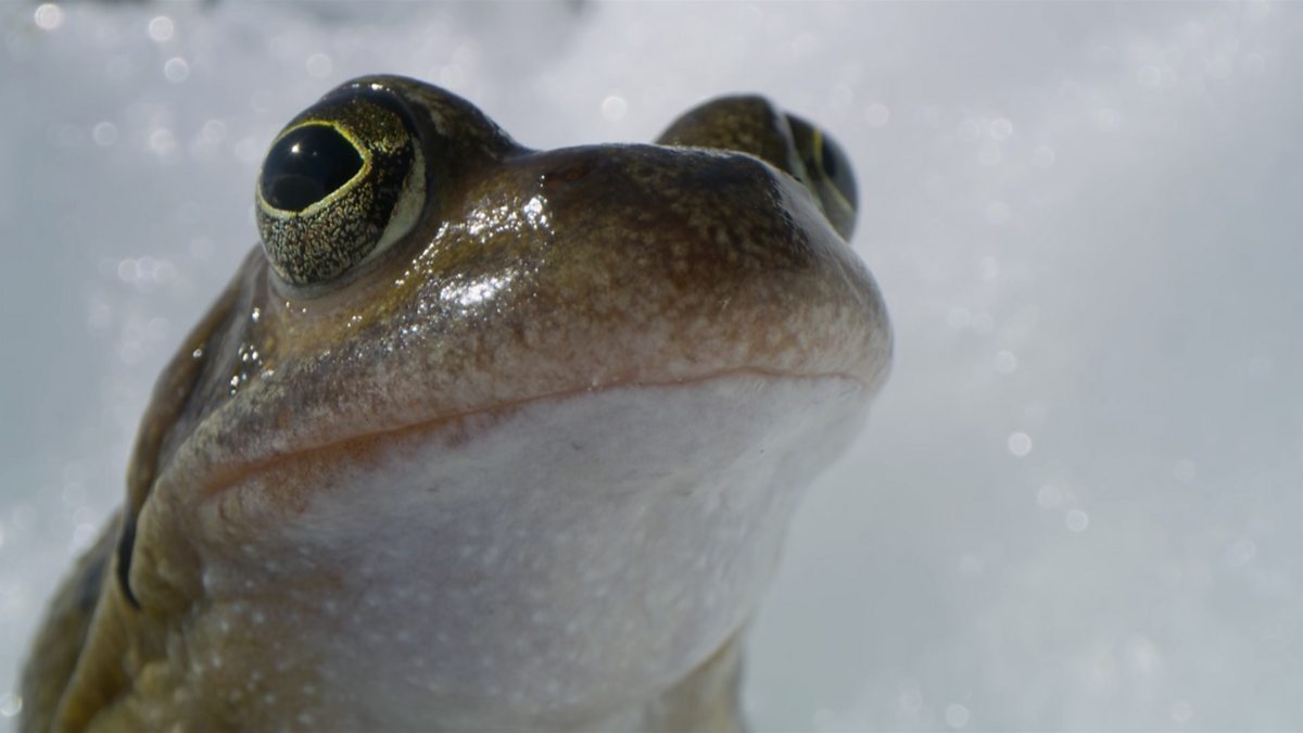 BBC One Earth III, Series 1, Extremes, Snow frogs wrestle for a mate in the French Alps