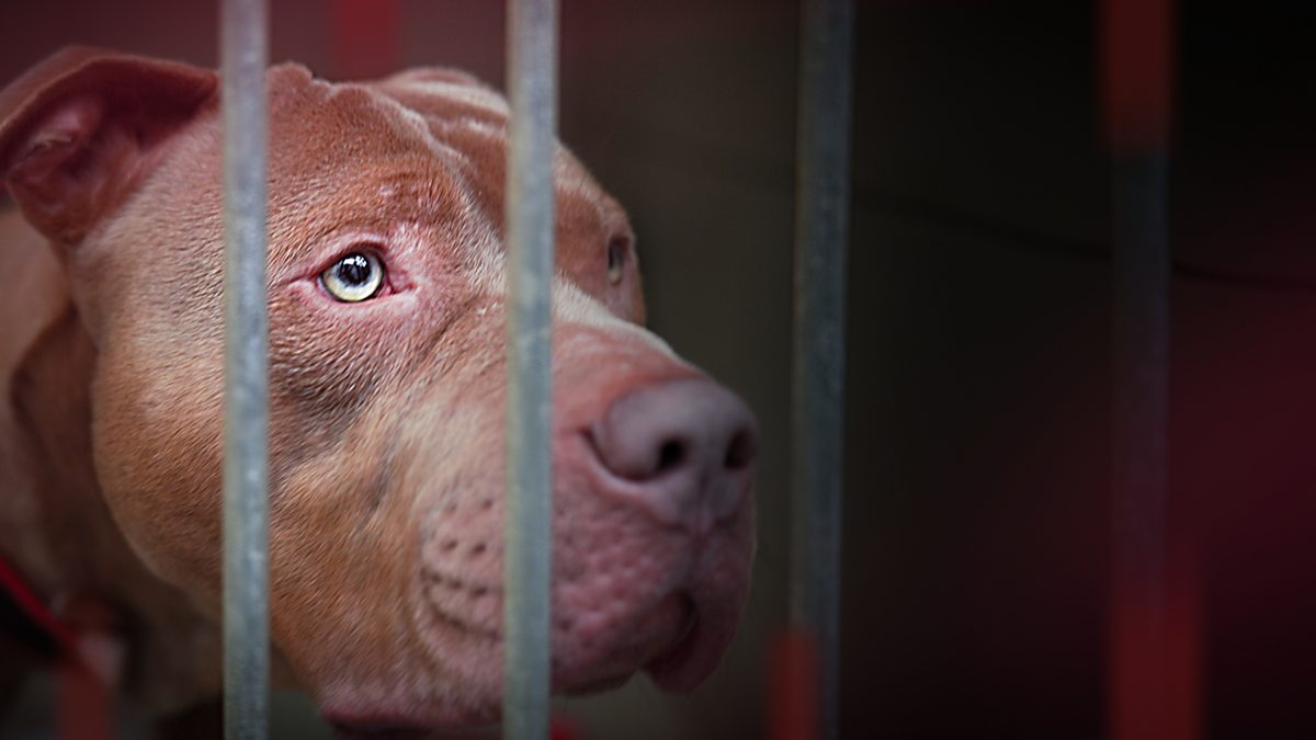 BBC iPlayer BBC Wales Investigates Dogs on Death Row Will the