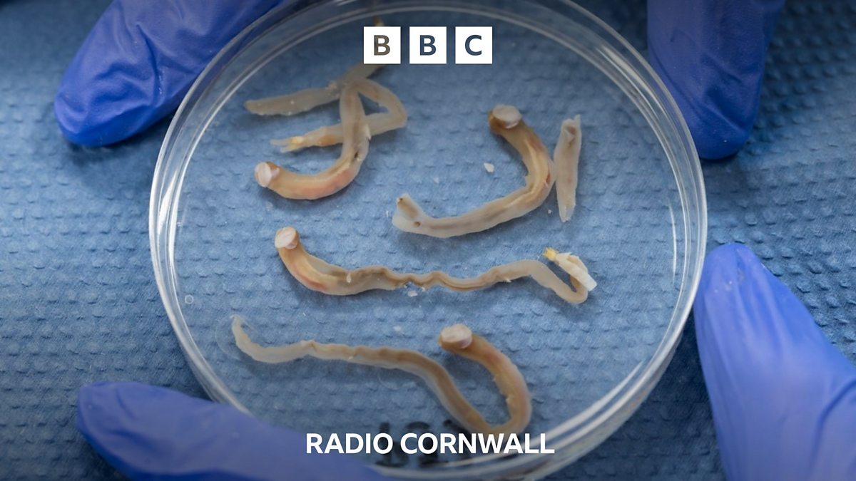 BBC Radio Cornwall BBC Radio Cornwall, Scientists say "eat these