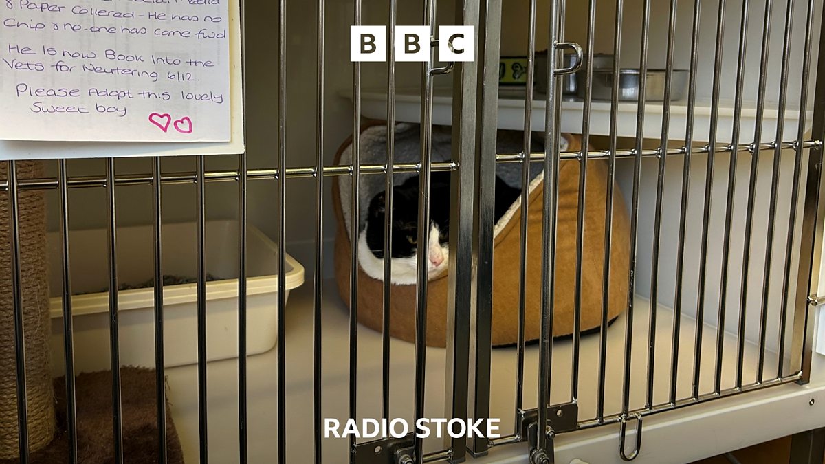 BBC Radio Stoke BBC Radio Stoke, 'Too many cats and not enough homes'