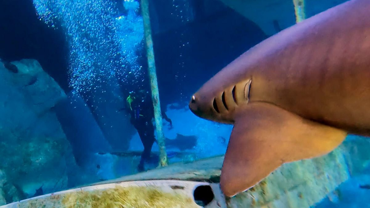 BBC Two Secrets of the Aquarium, Series 1, Florence the Shark Is
