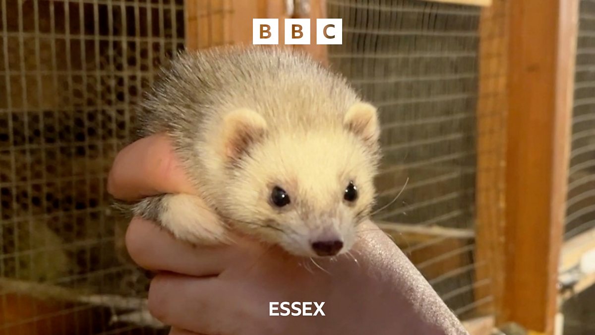 BBC Essex BBC Essex, 200 Hockley ferrets are rehomed
