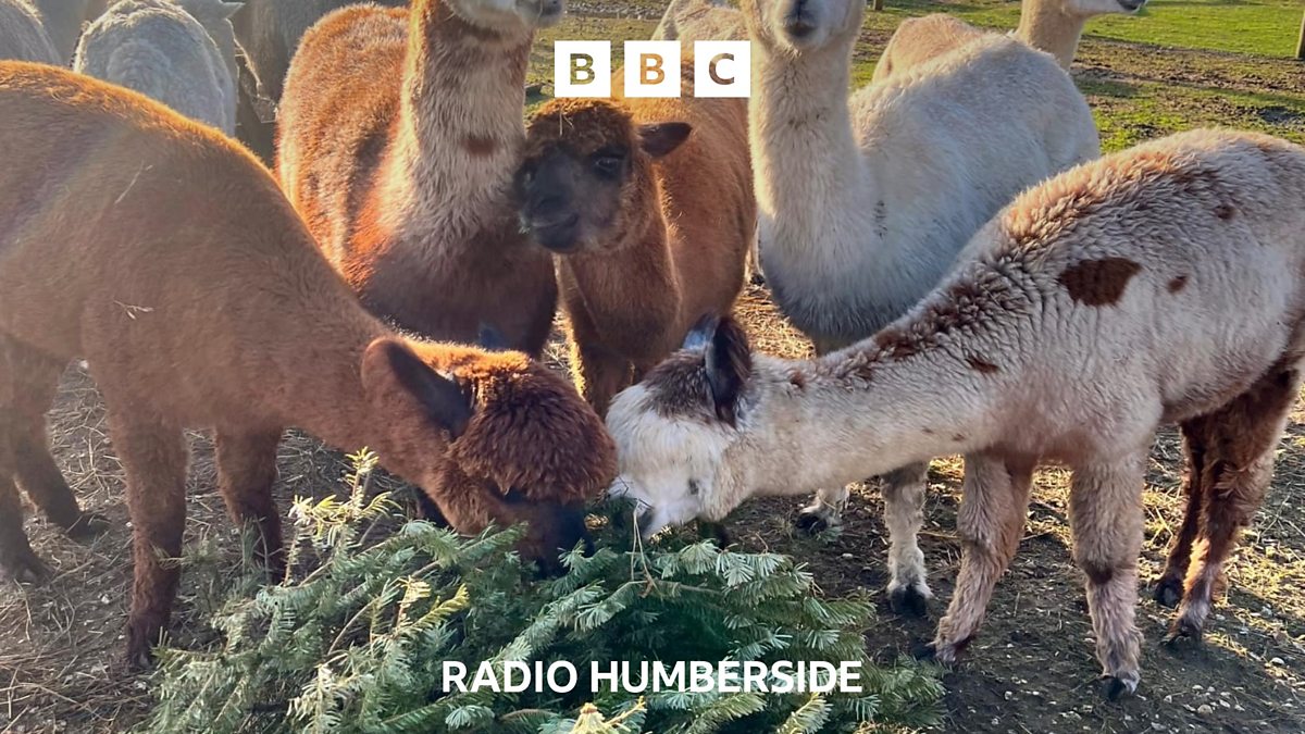 BBC Radio Humberside BBC Radio Humberside, Why North Cave alpacas are