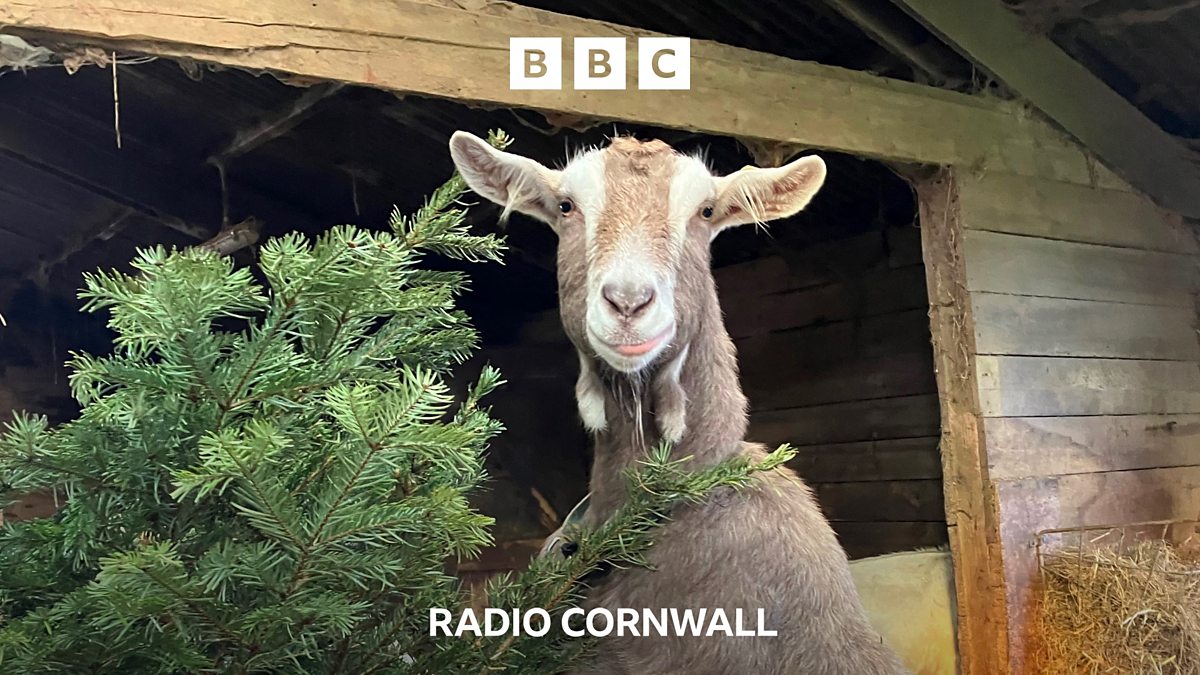 BBC Radio Cornwall BBC Radio Cornwall, Meet the goats chomping up