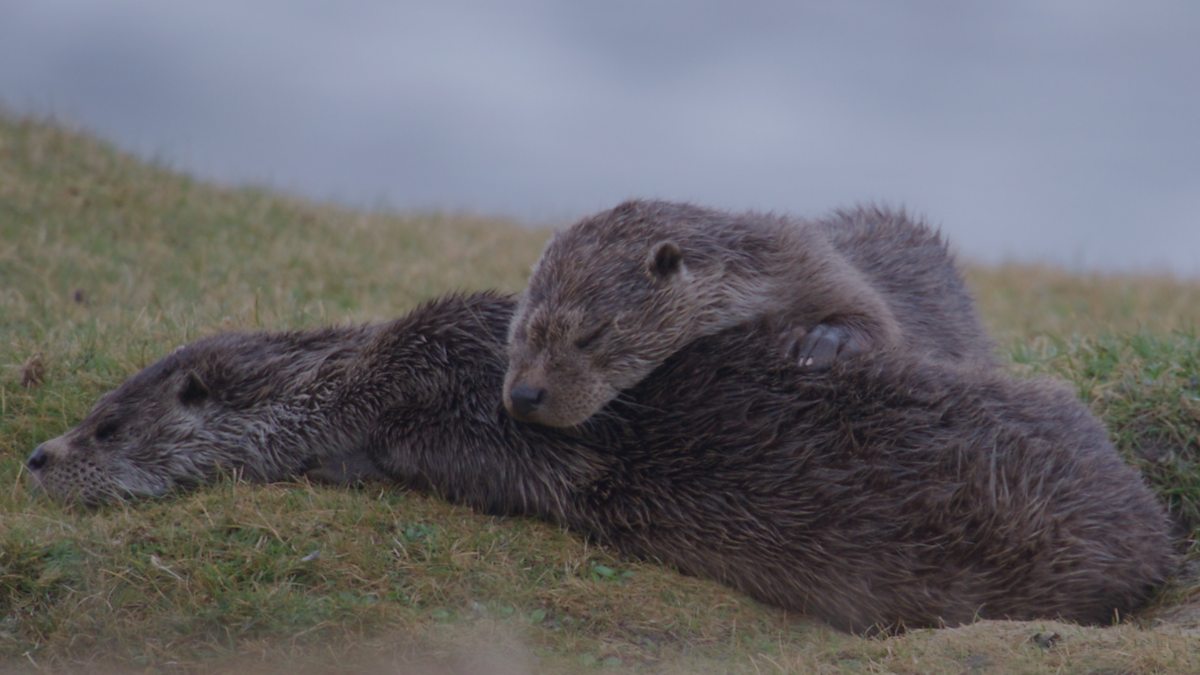 BBC Two Winterwatch, It