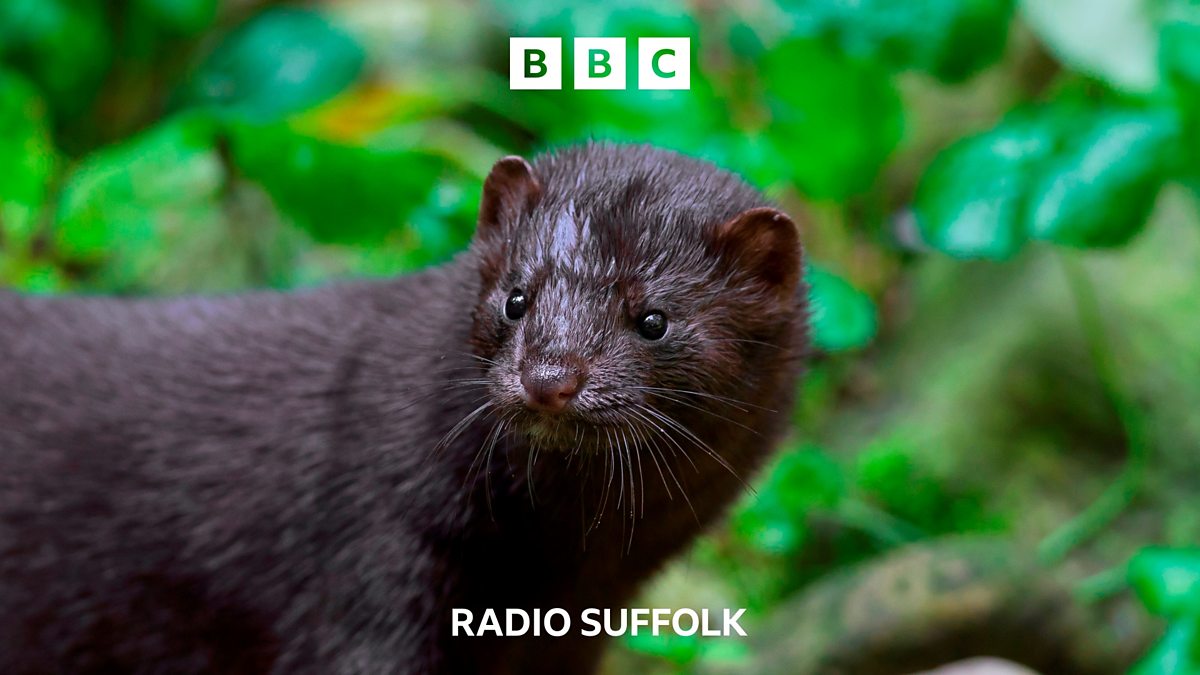 Bbc Radio Suffolk Bbc Radio Suffolk A Mink Free Suffolk Is Within Reach