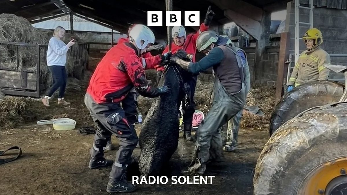 BBC Radio Solent BBC Radio Solent Cows Rescued From Underground bbc-radio-solent-bbc-radio-solent-cows-rescued-from-underground