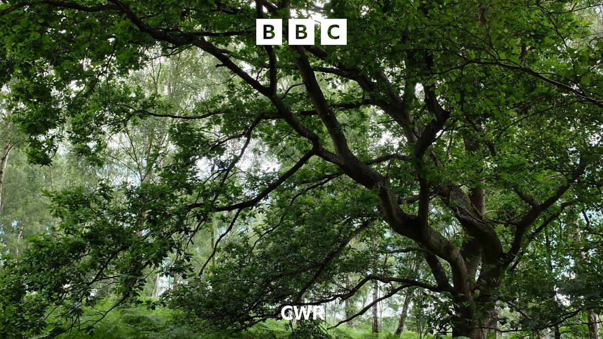 BBC CWR BBC CWR, Vicapedia When did trees first start to grow on Earth?
