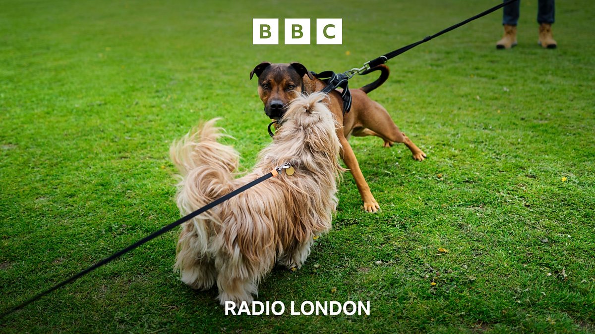 BBC Radio London BBC Radio London, Are dogs in London behaving worse