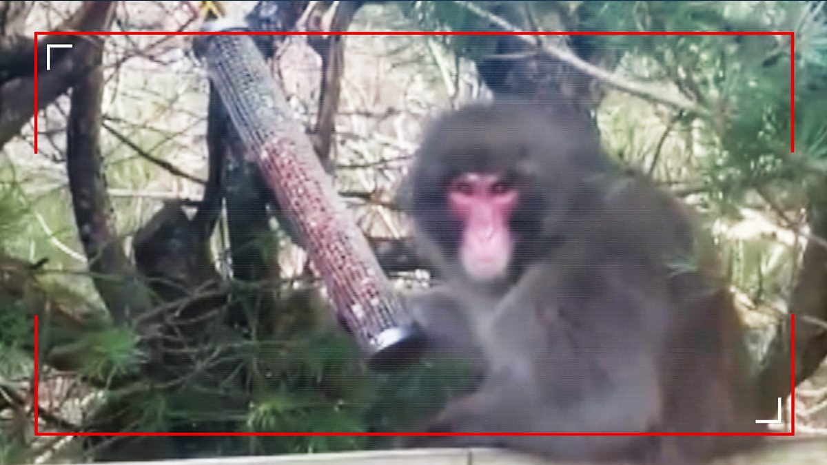 BBC News - On Camera, Feel Good, Monkey on the Run