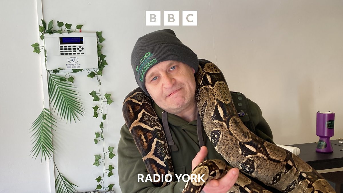BBC Radio York BBC Radio York, Scarborough reptile rescuer recounts first rescues