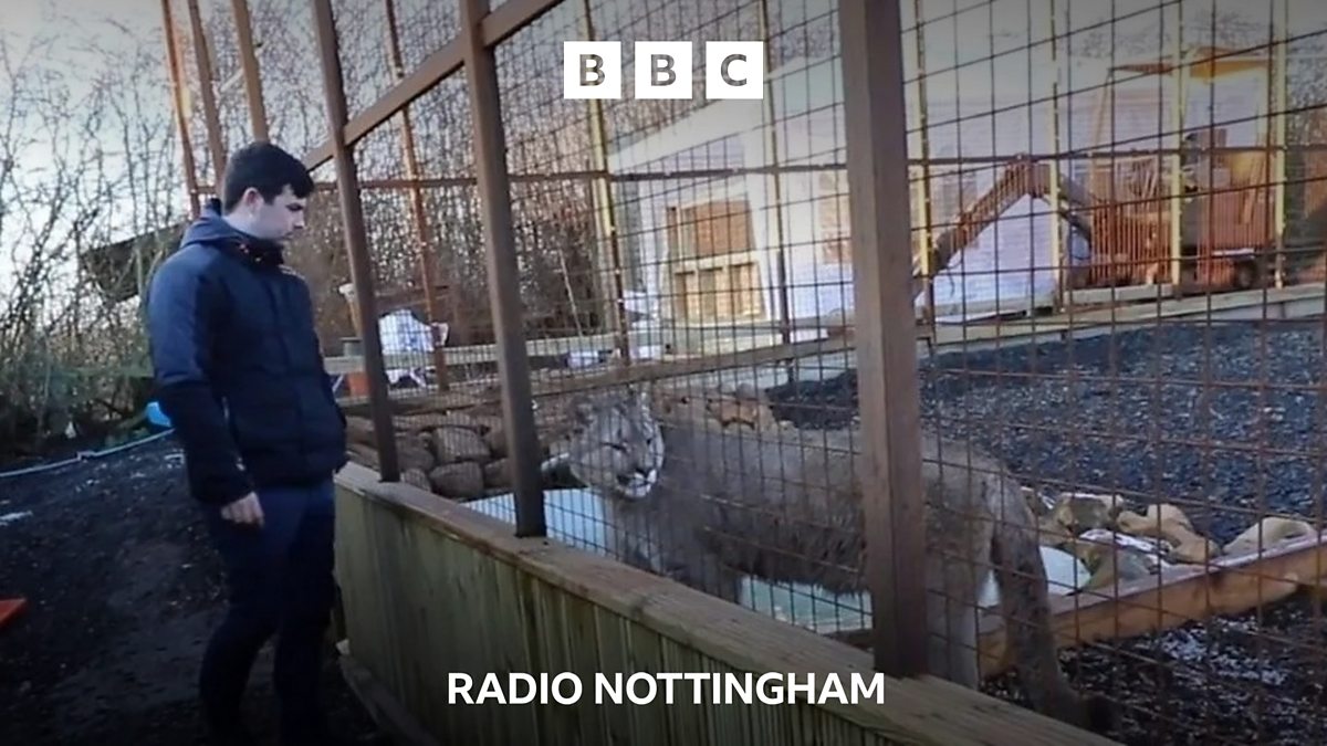 Bbc Radio Nottingham Sarah Julian Big Cat Owner Will Continue To