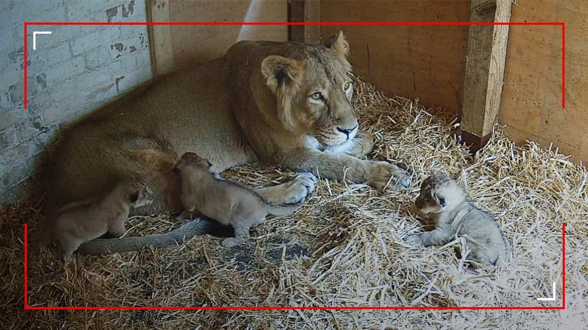 On Camera - Feel Good: 11. Miracle Lion Cubs - BBC iPlayer
