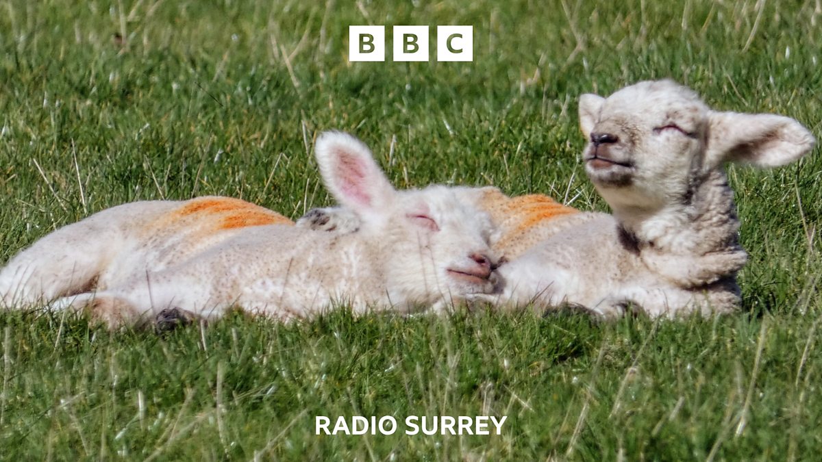 Bbc Radio Surrey Bbc Radio Surrey Take A Moment With Surrey S Spring Lambs