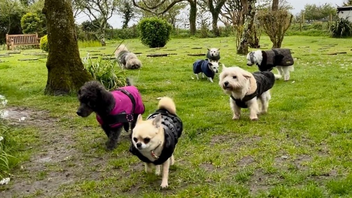 BBC Radio Cornwall James Churchfield, 03/05/2024, How the Cinnamon Trust helps people and pets