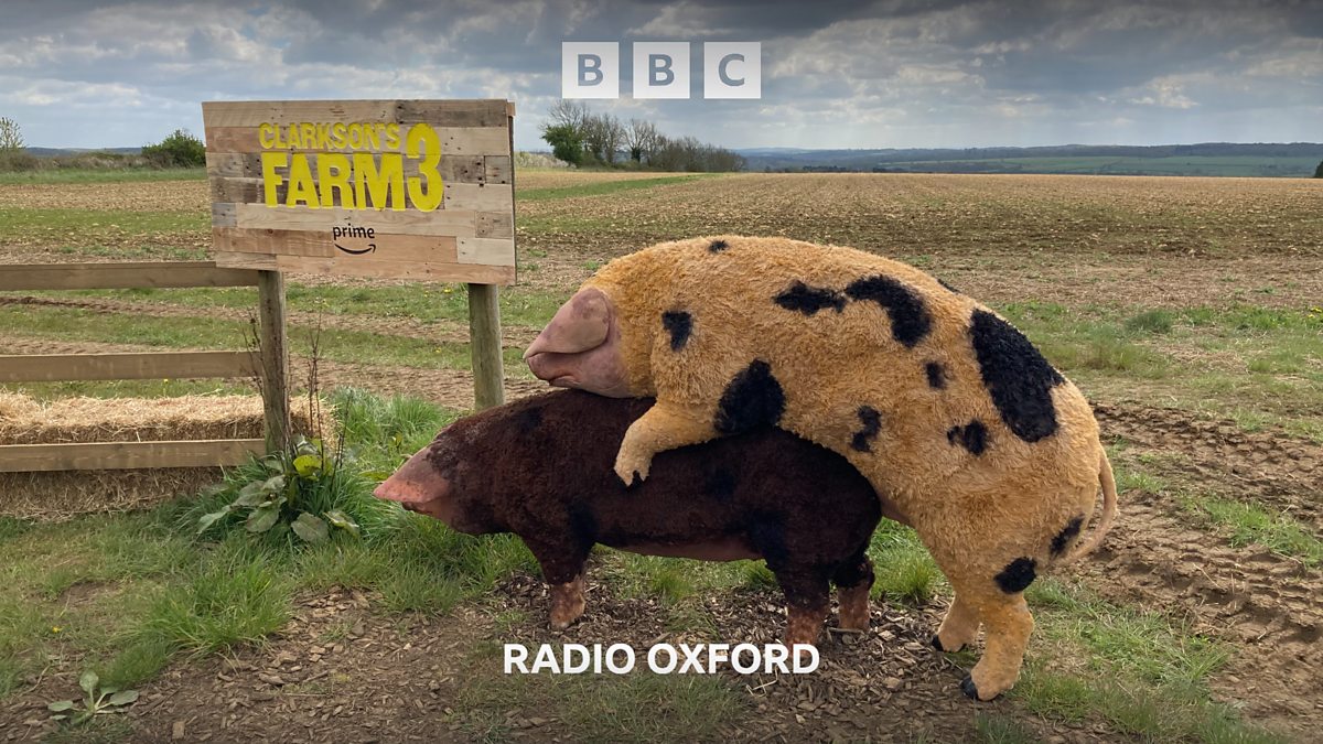 BBC Radio Oxford BBC Radio Oxford Pigs Come To Clarkson s Farm bbc-radio-oxford-bbc-radio-oxford-pigs-come-to-clarkson-s-farm