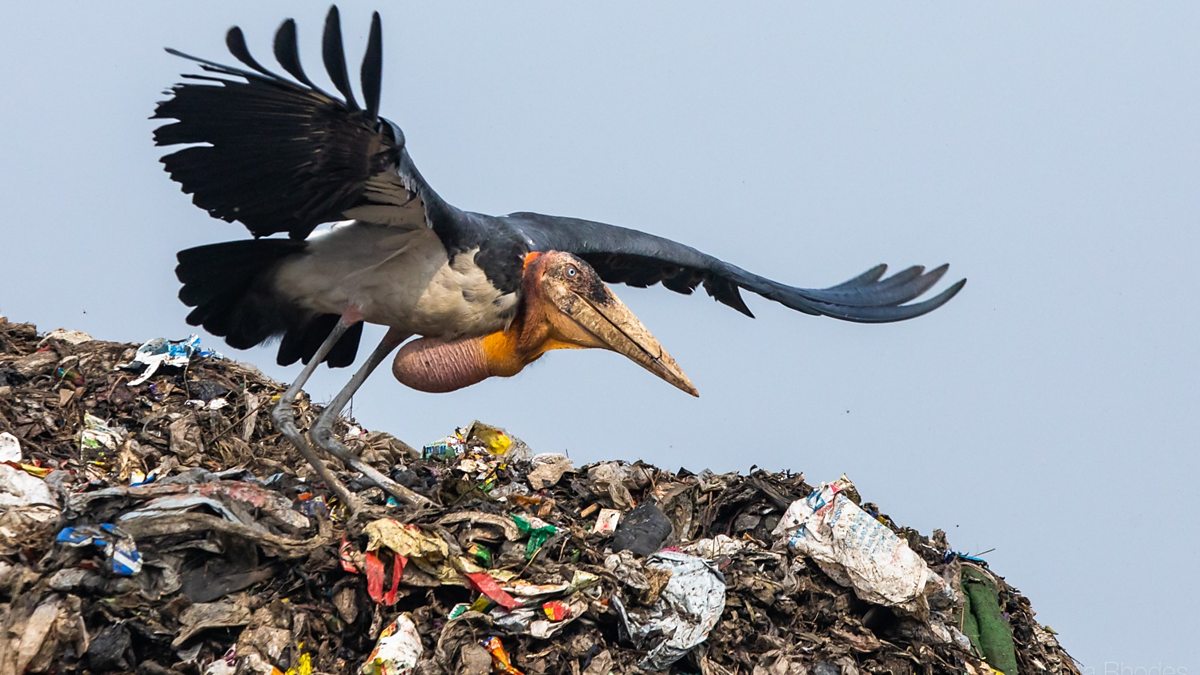 BBC World Service - Newshour, Indian woman wins prize for saving ...