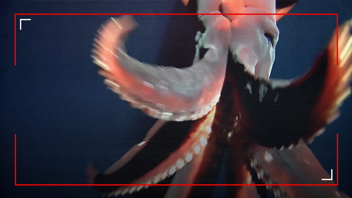 BBC News - On Camera, In the News, Pacific Squid Attack