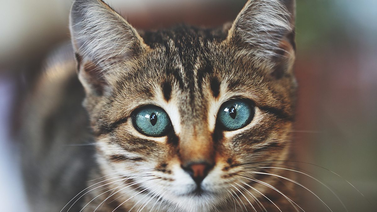 BBC Sounds The Curious History of Your Home Eight cat facts to give