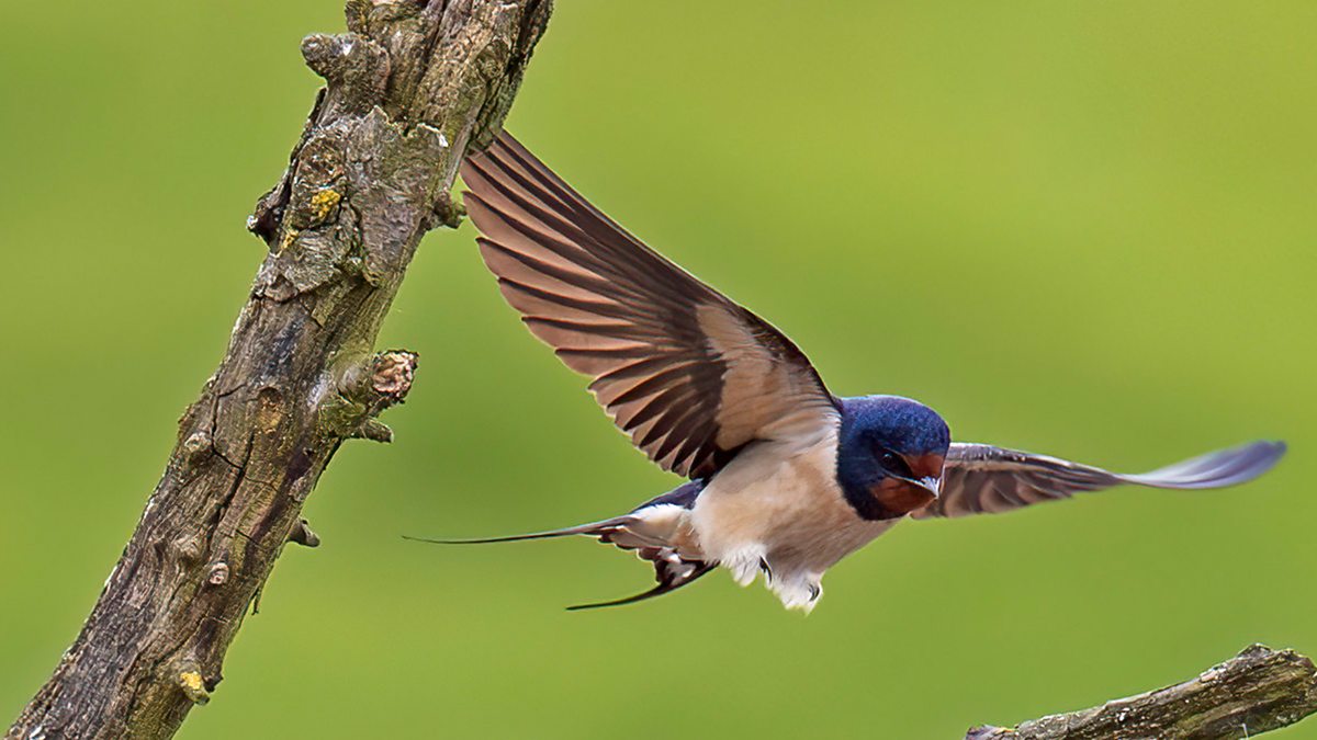 Springwatch 2024 Red Button 2. Spring’s Quiet Observations BBC