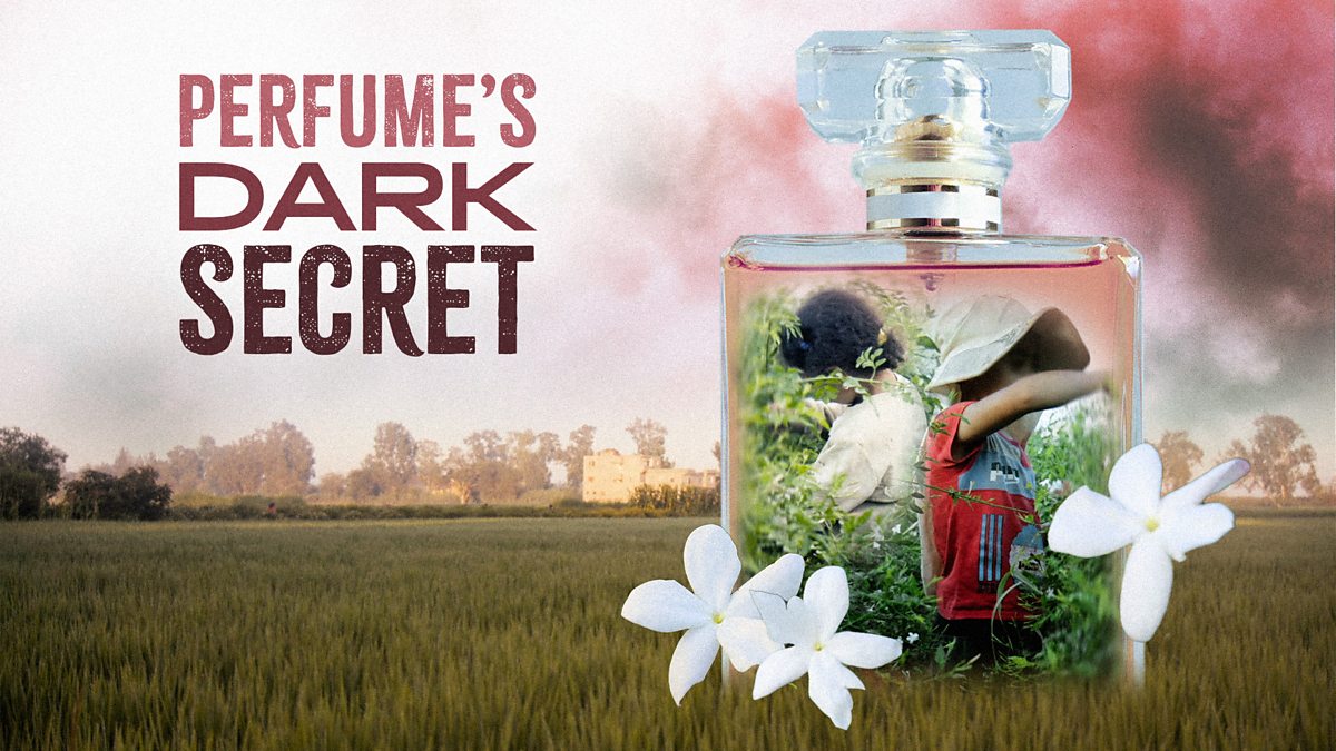 BBC News Perfume's Dark Secret
