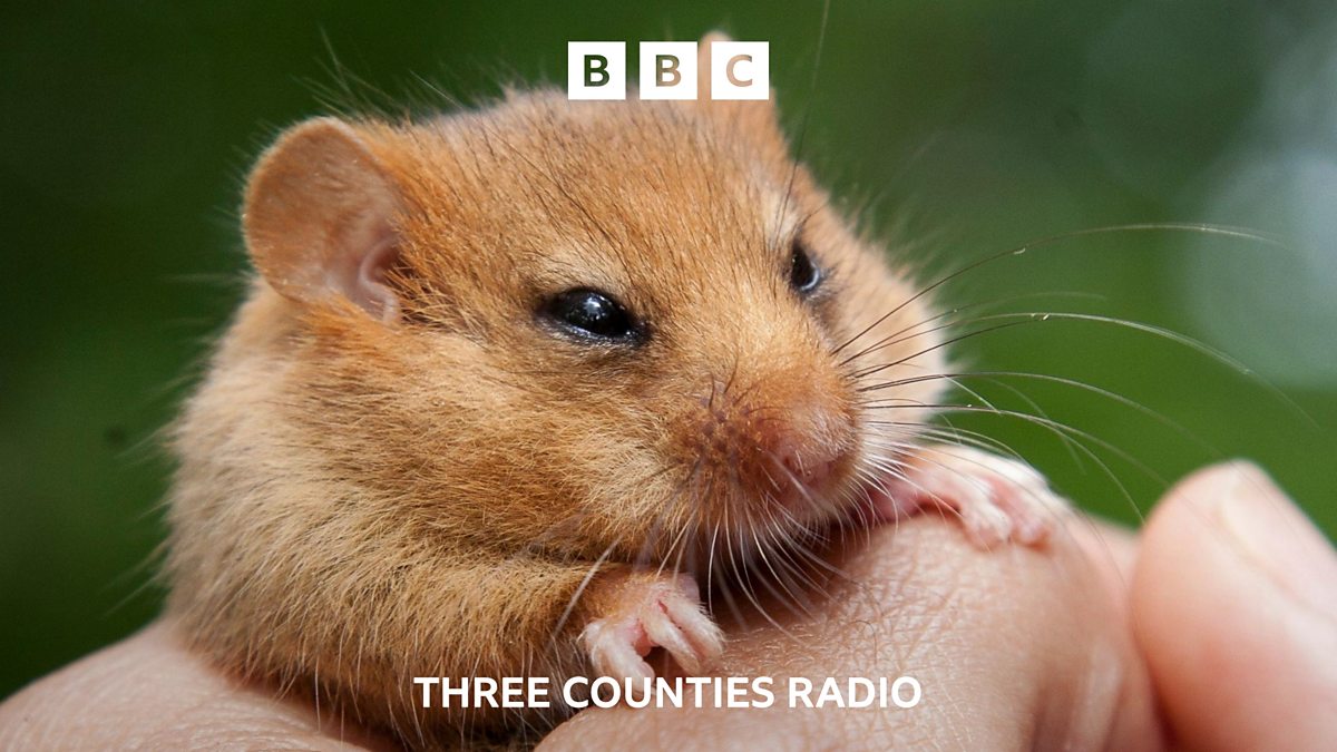 BBC Three Counties Radio - BBC Three Counties Radio, Secret New ...