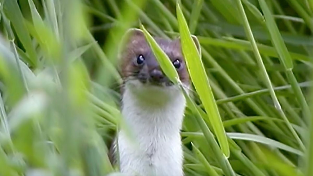 BBC Two - Wild, 2006-07 Shorts, Stoats of Kedleston Hall