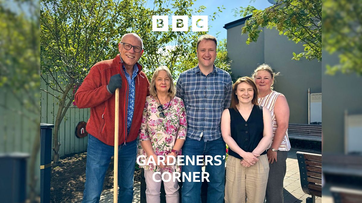 BBC Radio Ulster - Gardeners' Corner, Where are the bees this summer ...