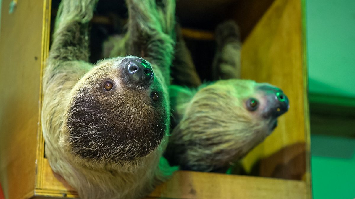 One Zoo Three - Series 5: 3. Go Slow - BBC iPlayer