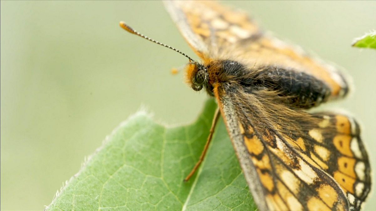 BBC One - BBC Wales Live, 12/06/2024, The rare butterflies returning to ...