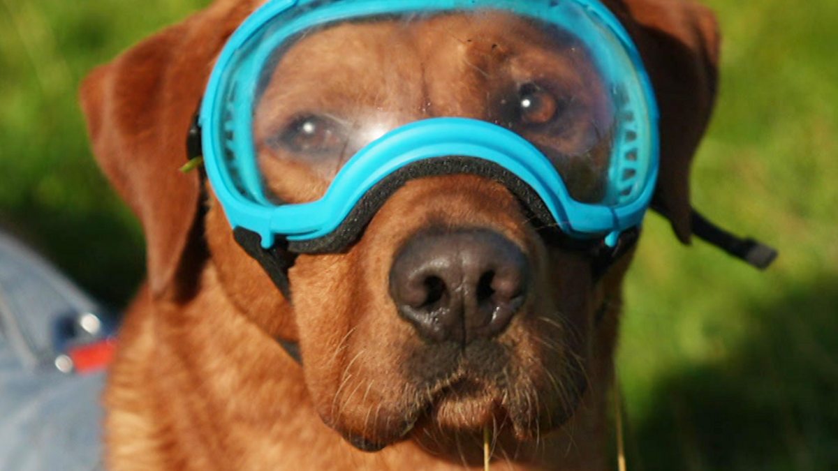 BBC Woody's big job protecting puffins