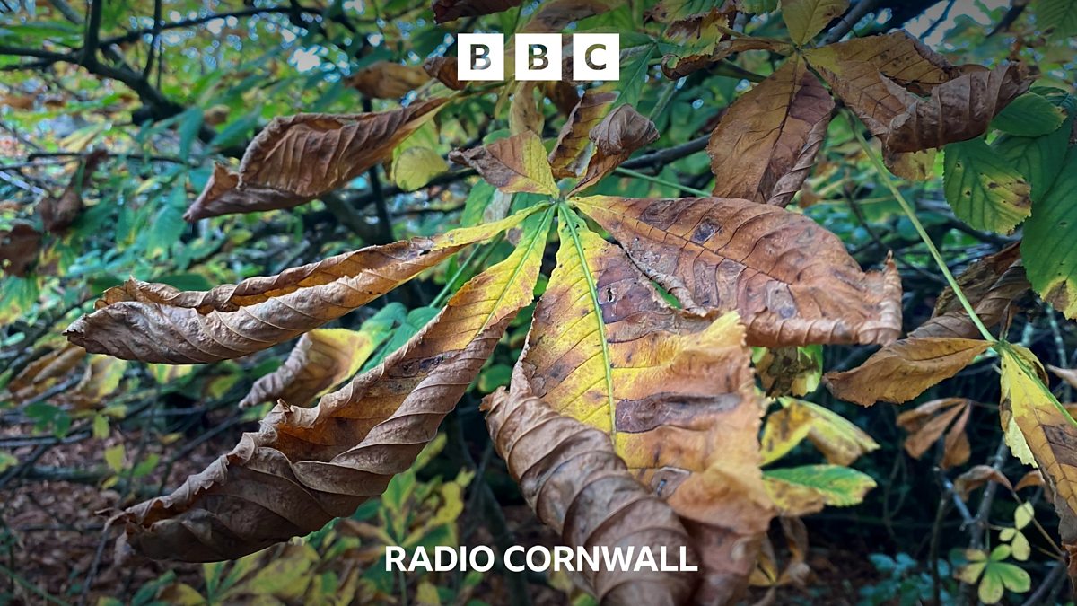 BBC Radio Cornwall BBC Radio Cornwall, Why autumn in Cornwall is not as golden