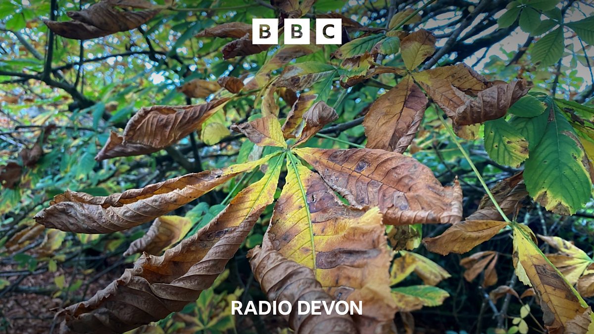 BBC Radio Devon BBC Radio Devon, Why autumn in Devon is not as golden