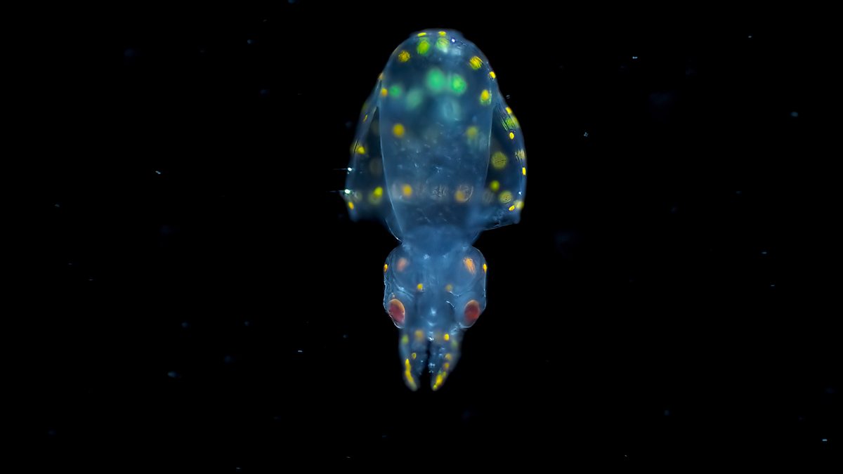 Capturing the Bioluminescent Wonder of Firefly Squid in Toyama Bay, Japan