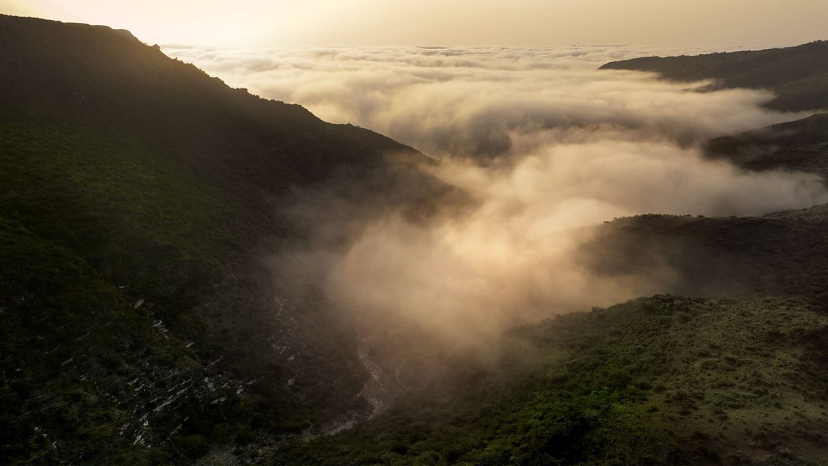 Dhofar Mountains: The Vital Ecosystem of Asia’s Desert Cloud Forest