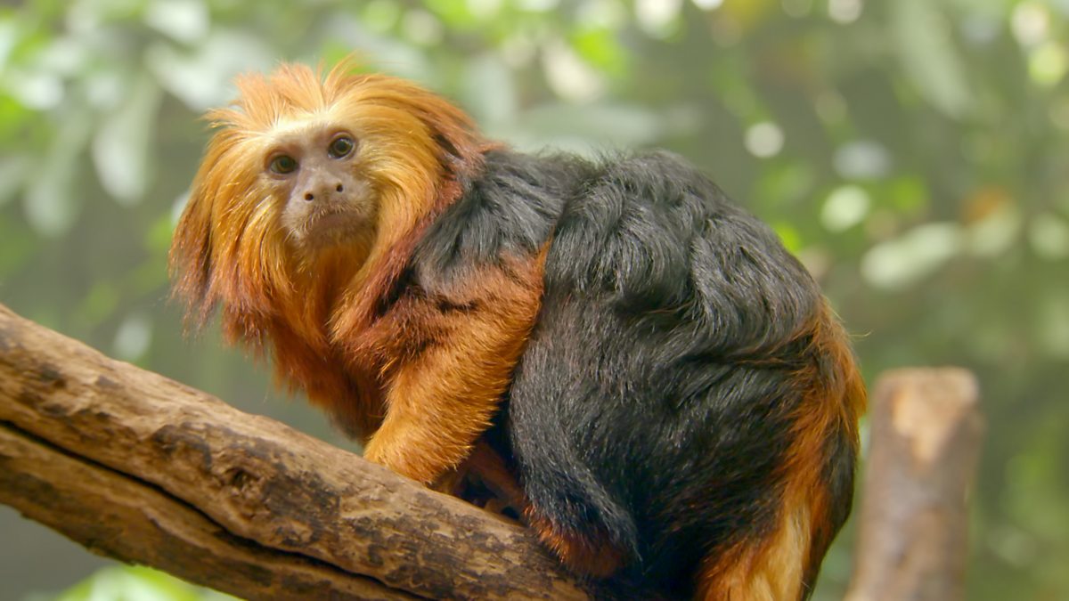Go Wild - Series 2 - Aneeshwar and Lizzie: 2. Tamarin and Dart Frog ...