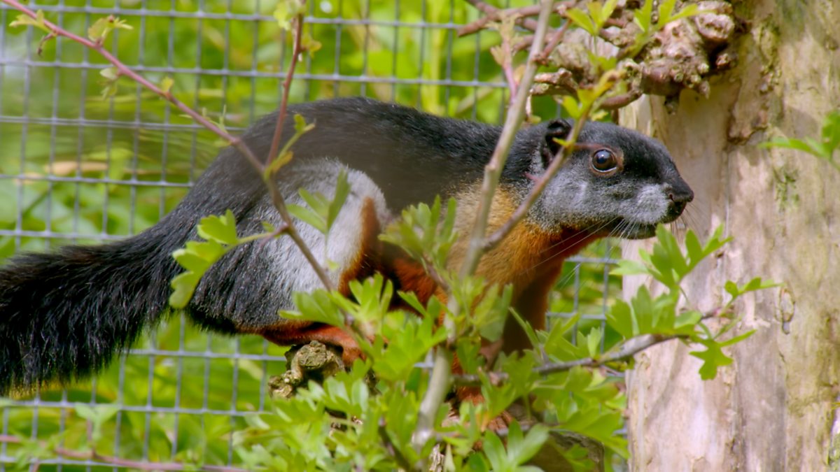Go Wild - Series 2 - Aneeshwar and Lizzie: 4. Aye-Aye and Prevost’s ...
