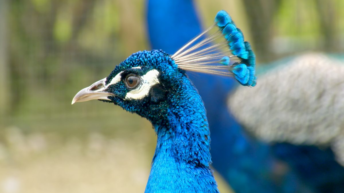 Go Wild - Series 2 - Aneeshwar and Lizzie: 5. Indian Peafowl and ...