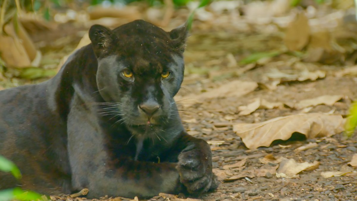 Go Wild - Series 2 - Aneeshwar and Lizzie: 9. Jaguar and Anaconda - BBC ...