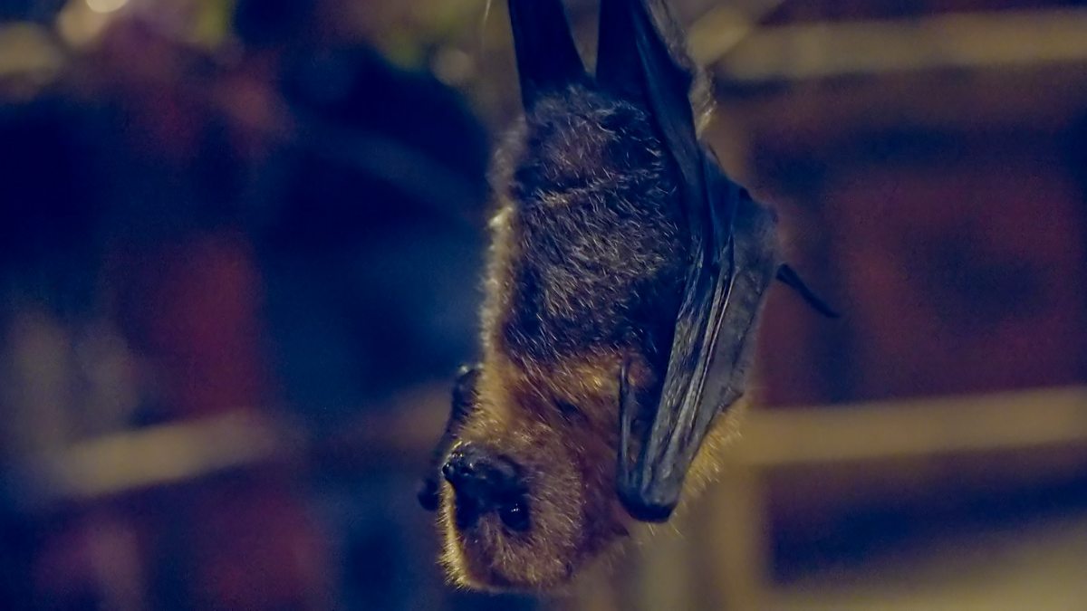 Go Wild - Series 2 - Aneeshwar and Lizzie: 10. Tapir and Fruit Bat ...