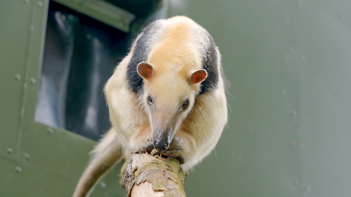 Go Wild - Series 2 - Aneeshwar and Lizzie: 13. Spider Monkey and ...