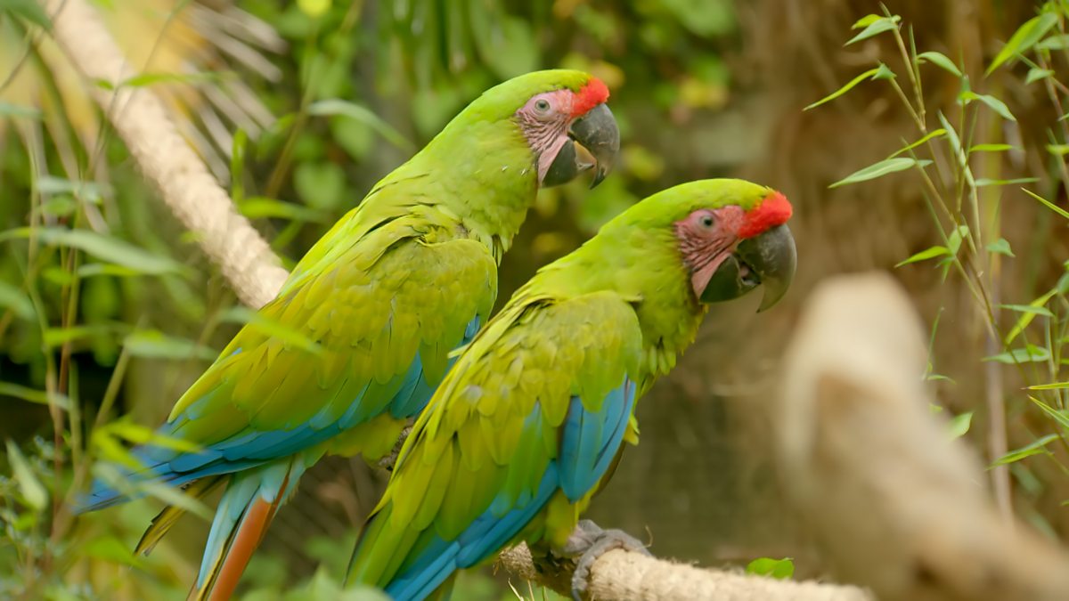 Go Wild - Series 2 - Aneeshwar and Lizzie: 14. Macaw and Agouti - BBC ...