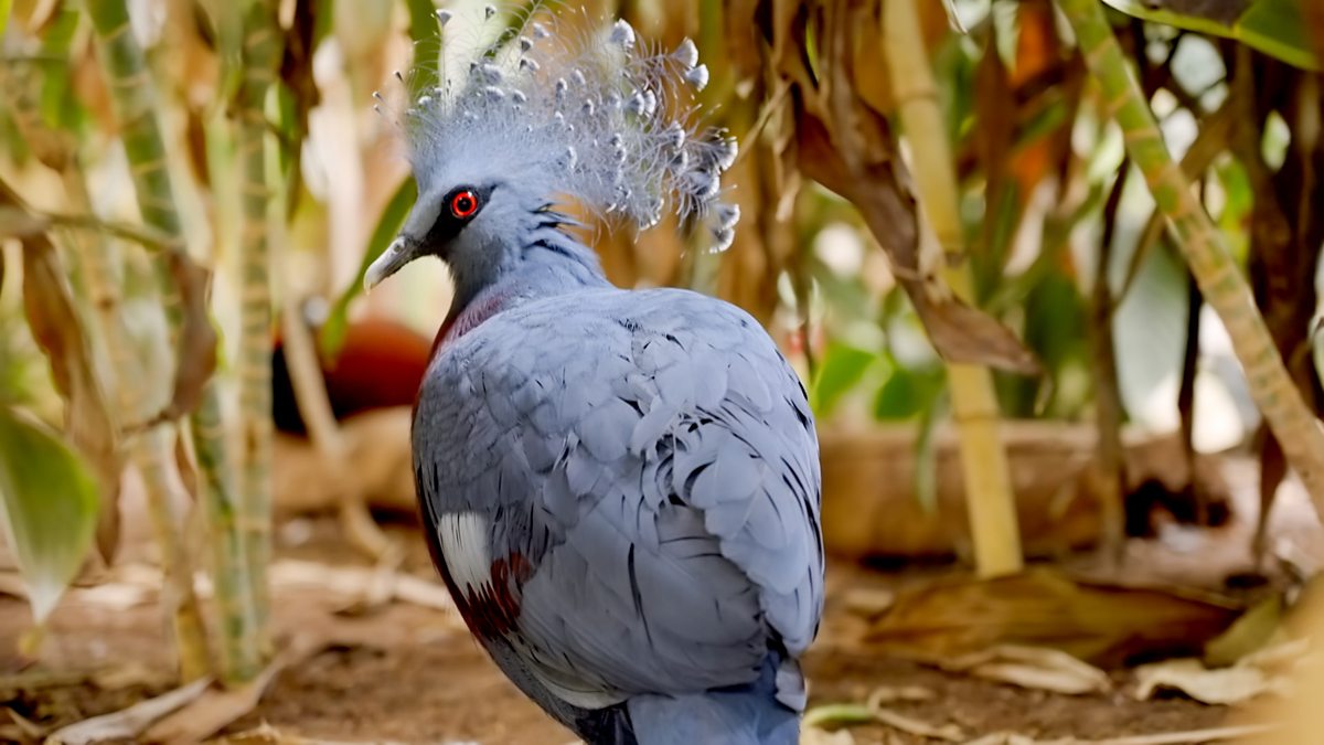 Go Wild - Series 2 - Aneeshwar and Lizzie: 16. Tamarin and Crowned ...