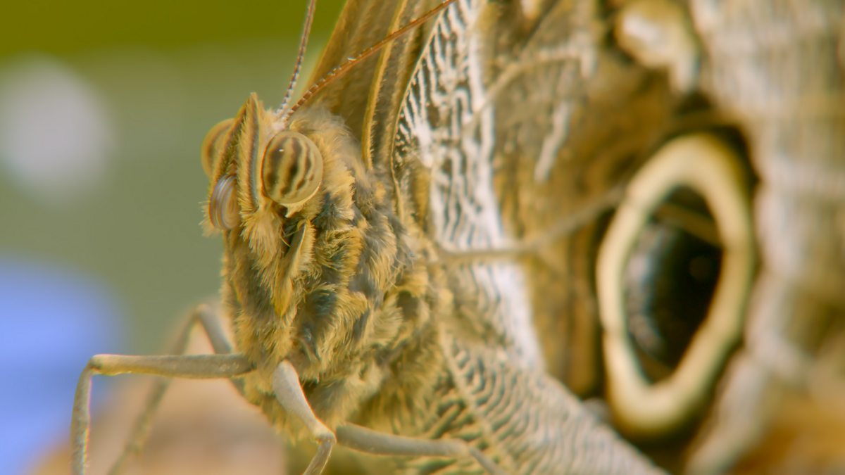 Go Wild - Series 2 - Aneeshwar and Lizzie: 19. Owl Butterfly and ...