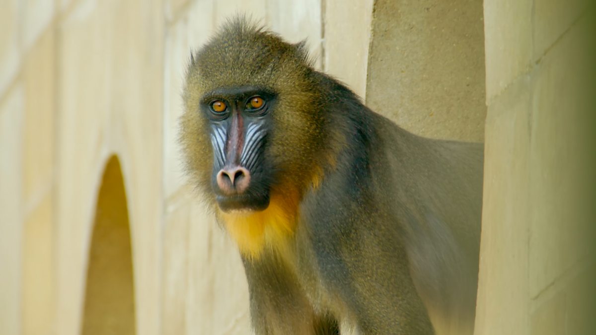 Go Wild - Series 2 - Aneeshwar and Lizzie: 20. Mandrill and Sand Lizard ...